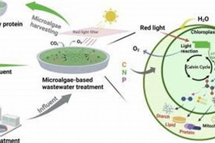 如何培养球虫及注意事项？