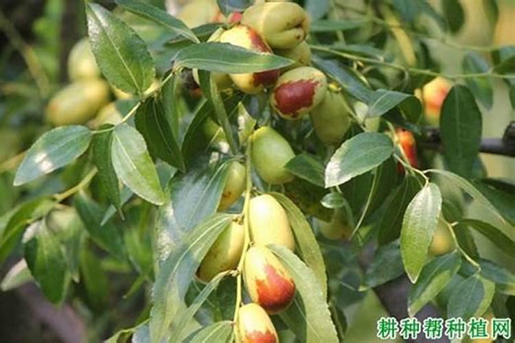 波尔多液的配制方法