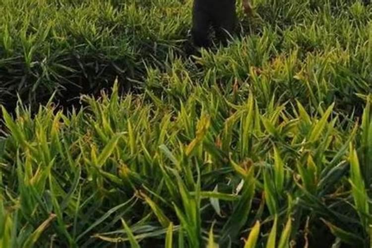 如何让玫瑰花开的更茂盛？