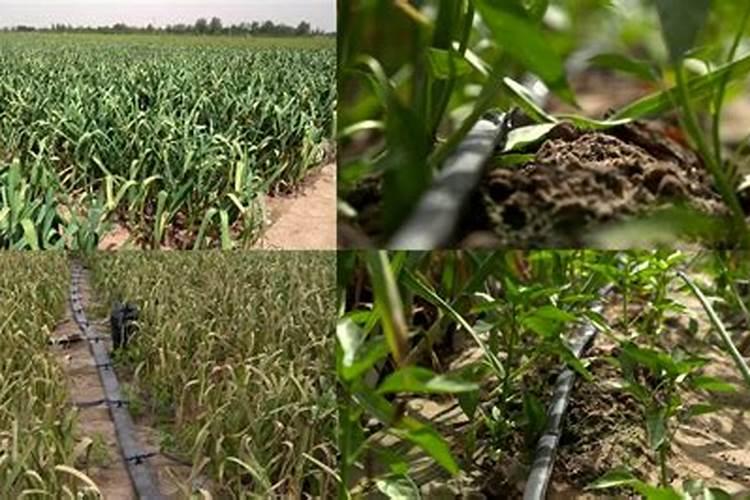 隆平高科2025新品种