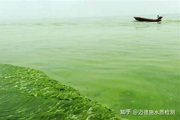 蓝藻门植物固氮吗