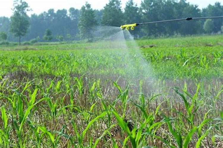 玉米除草剂和叶面肥可以一起使用吗
