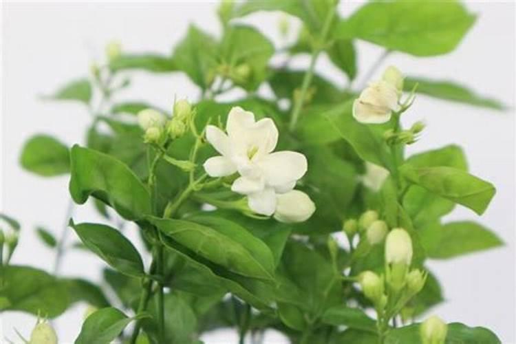 枪手杀虫剂对花有伤害吗？