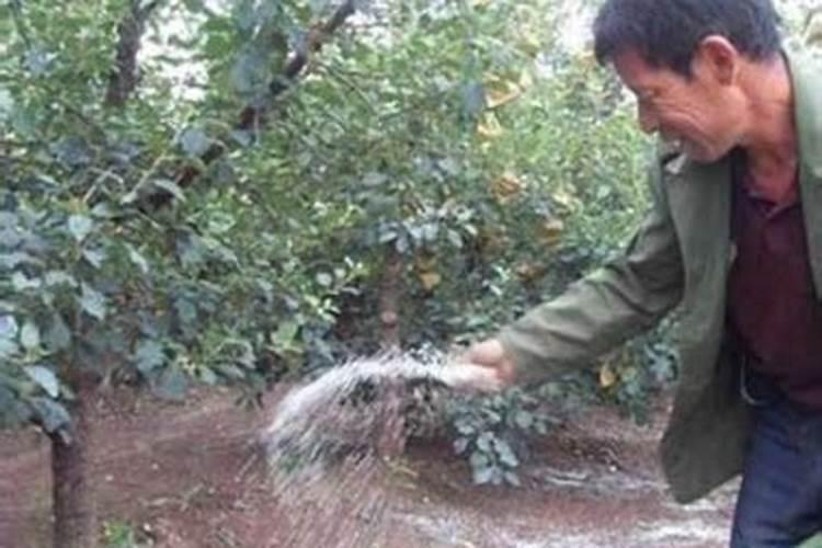 果树苗用什么肥料最好
