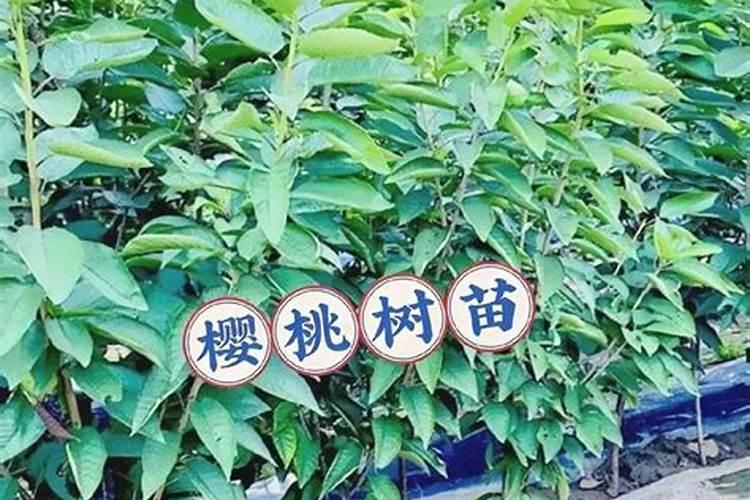果树春天什么时候浇水施肥