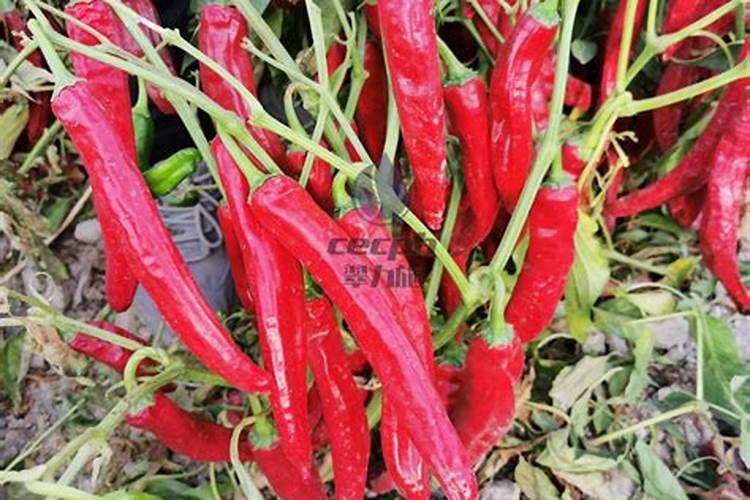 辣椒怎么管理才能长的多