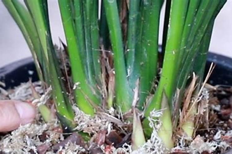 养兰花用什么肥料最好  促进兰花生根发芽的肥料