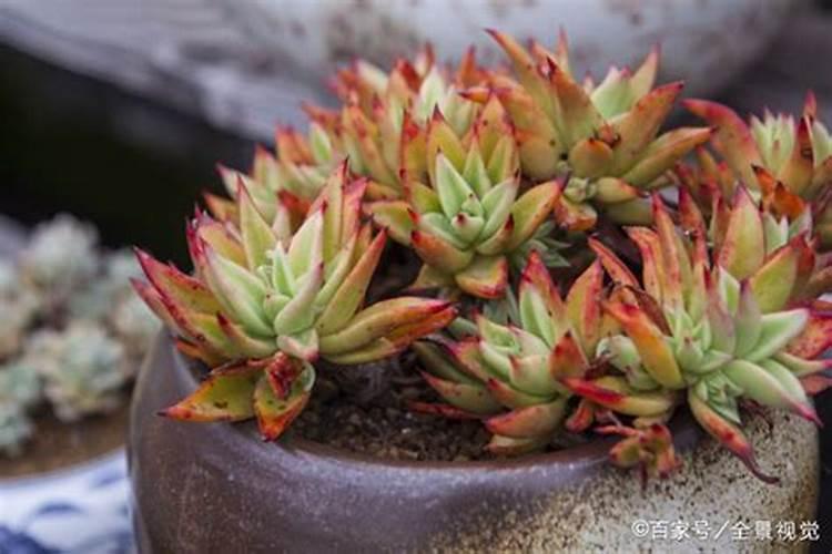 菊花施什么肥料好 应该怎么施肥好