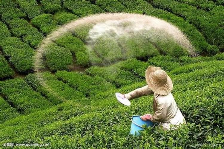 菊花施肥用什么肥料利于开花