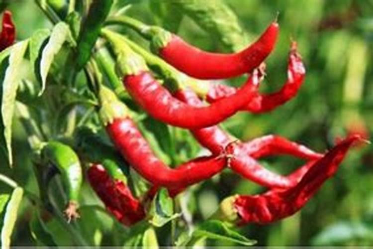 种植辣椒用什么肥料 辣椒全期以氮肥为主
