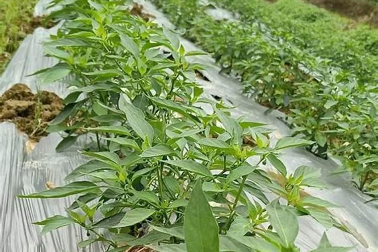 辣椒用哪种水溶肥效果好？辣椒用什么叶面肥效果好？