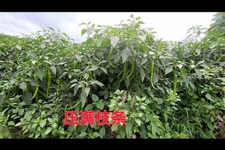 辣椒施肥的正确方法