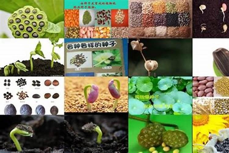 氮肥适合什么农作物,氮肥属于哪种肥料