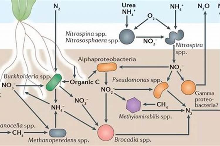 花中的氮肥有哪些
