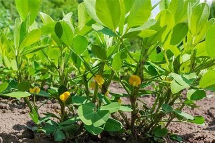 重茬花生用什么化肥