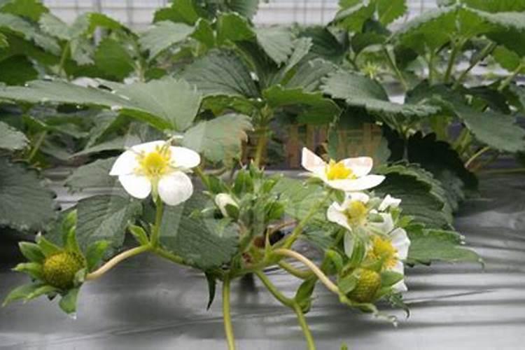 草莓为什么只爬藤不开花