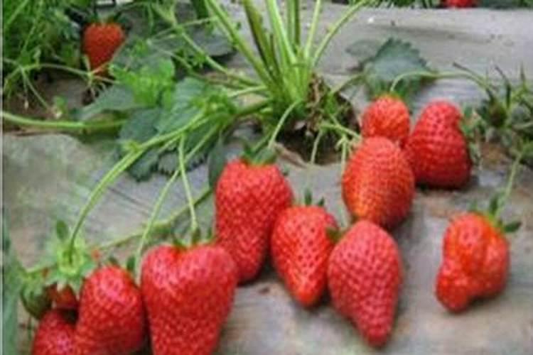 印尼怎么查肥料有没有进行过登记