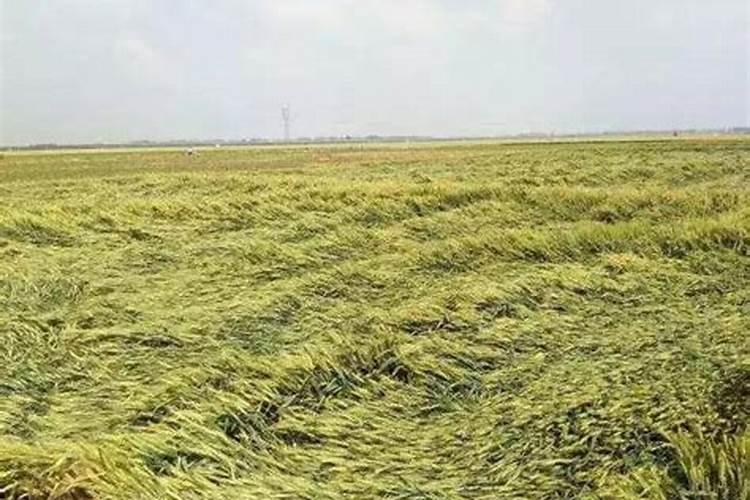 小麦出现倒伏用什么肥