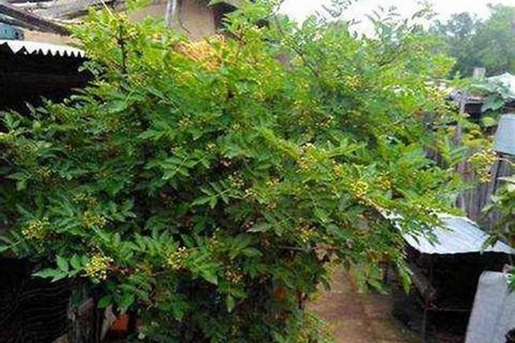 花椒树怎样施肥关理 弱树和老树宜在春季