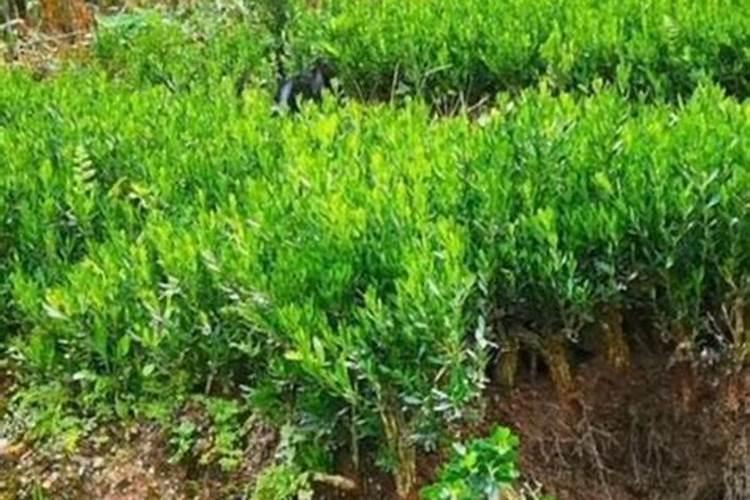 硫酸铵可以和矿源黄腐酸钾混用吗