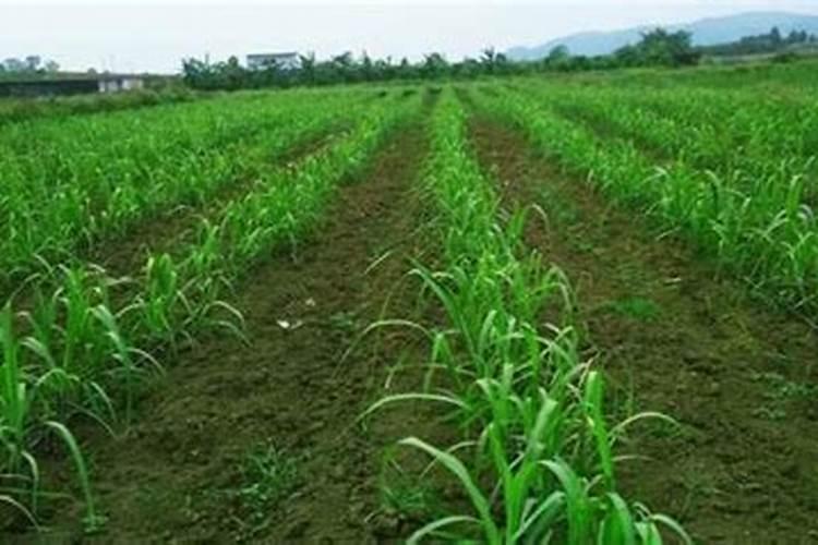 甘蔗最忌三种肥