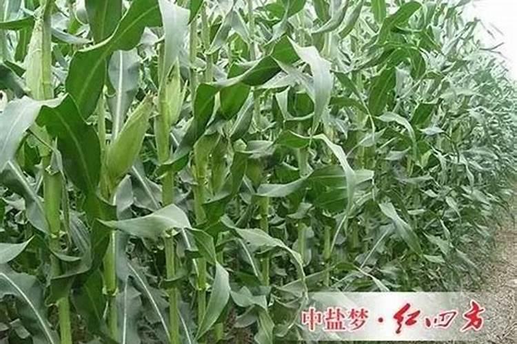 玉米怎么施肥,获得高产
