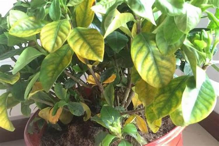 花叶子发黄缺什么肥料(花叶子发黄是缺水还是浇水太多)