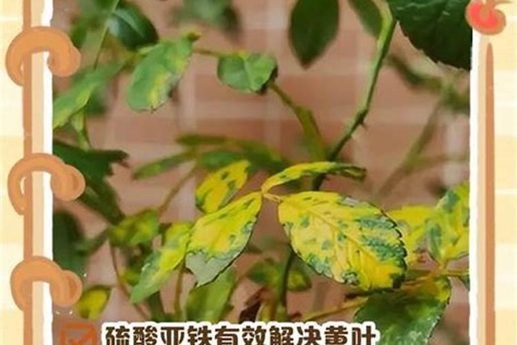 花的叶子发黄、是缺什么？要施含什么元素的肥？