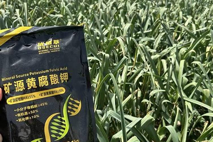 黄豆和黑豆有什么区别(生物)