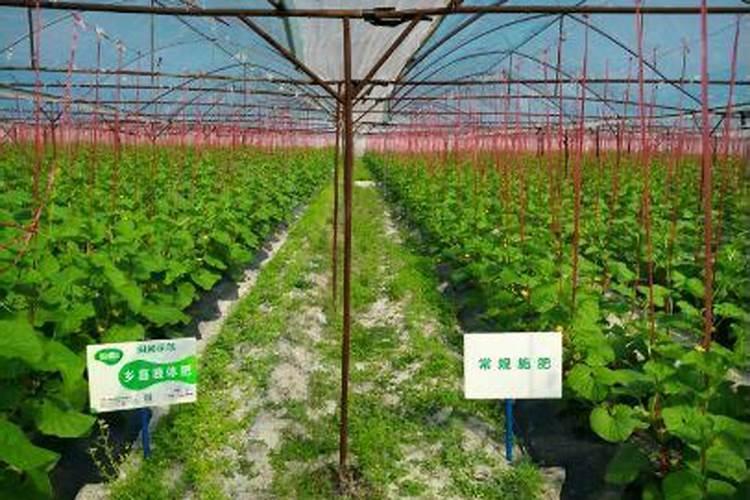 哈密瓜种植管理技术的几个关键步骤