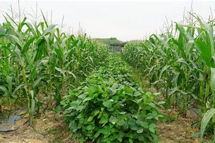 玉米和大豆间种为什么能增产 玉米和大豆间种为什么好