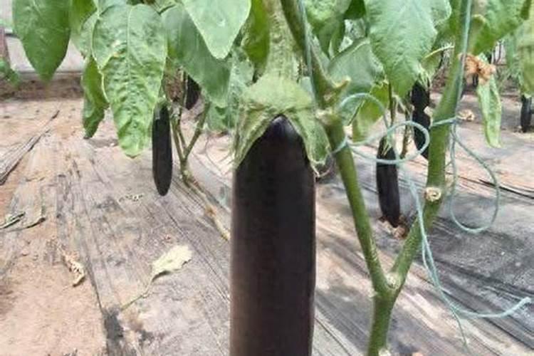 水溶肥灌根正确使用方法