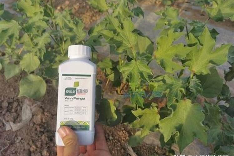 棉花的硼肥滴灌给棉花有用吗？