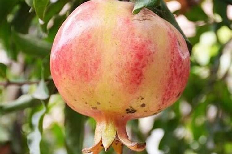 石榴浇什么肥料合适