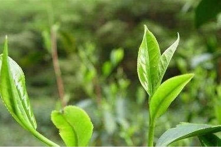 磷酸二氢钾可以和硼肥,钙肥一起混合使用吗