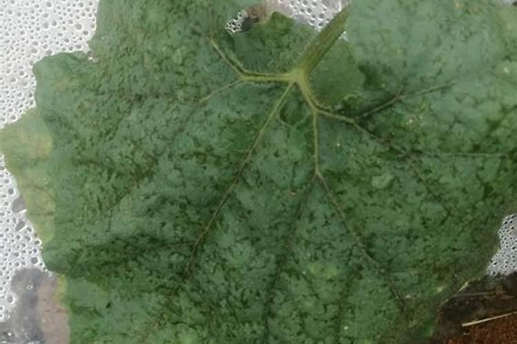 冬瓜种植的施肥建议:昆仑风叶面肥助增收