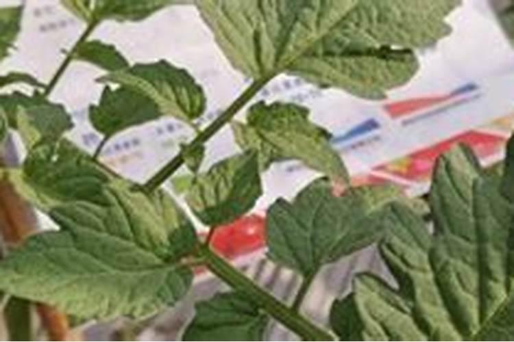 高磷肥料有哪些