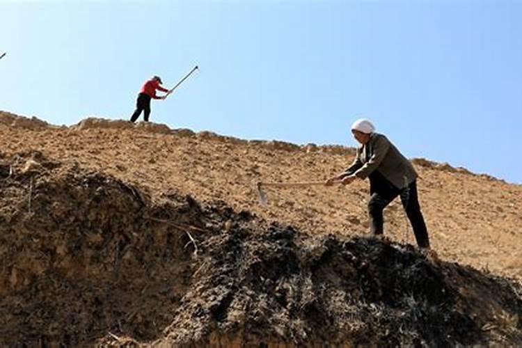 黄土地适合种什么品种的葡萄？