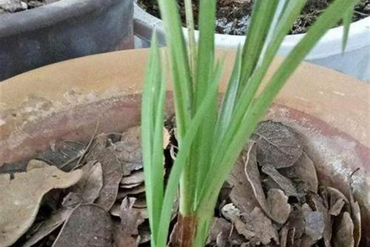 黄瓜挂果期追施用的肥料？黄瓜结果期施什么肥料好？