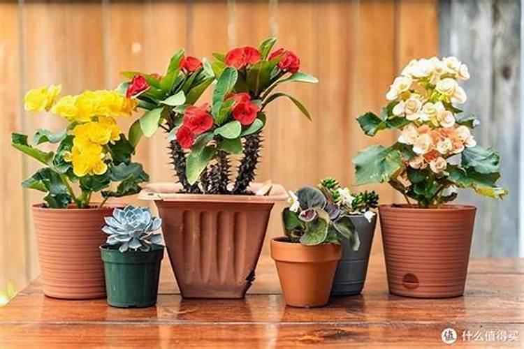 养花用什么肥料好;养花常用五种肥