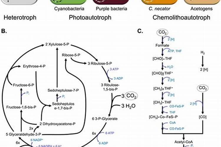 光合菌养鱼能提高产量吗？