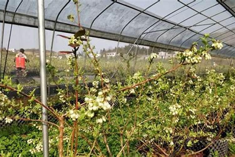 蓝莓都在什么时间段使用硼肥？