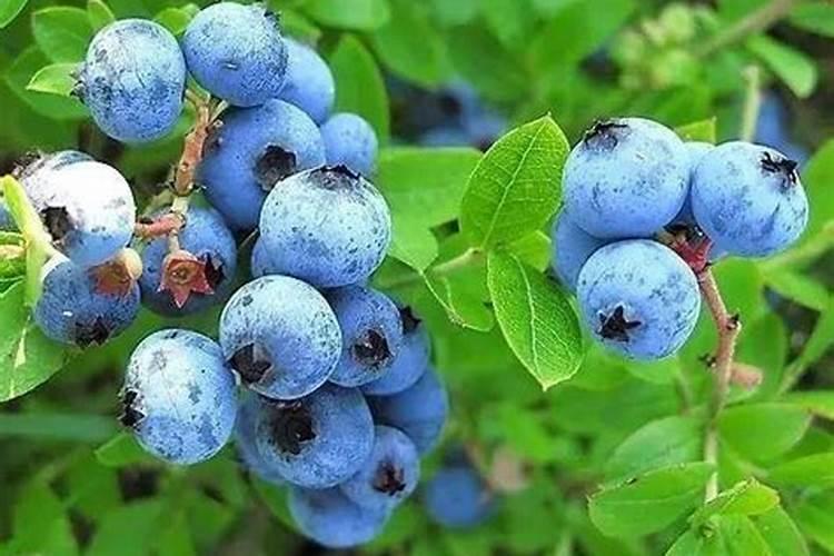 请问蓝莓用什么肥料最好