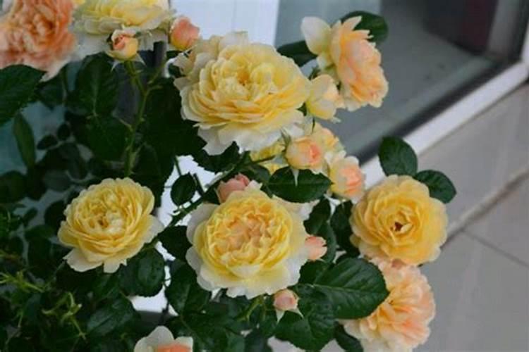 月季春季如何施肥