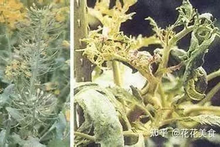 种南瓜用什么肥料又大又甜