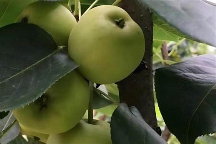 8月份苹果树如何促花施肥