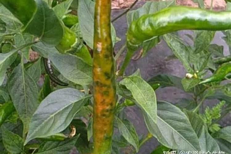 请教各位老师:辣椒表面出现黑色是什么问题？用什么药？