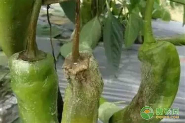 辣椒果子看上去好的一碰就烂