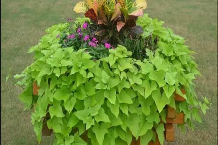 番薯叶种植时间和方法 什么时候种番薯叶最合适