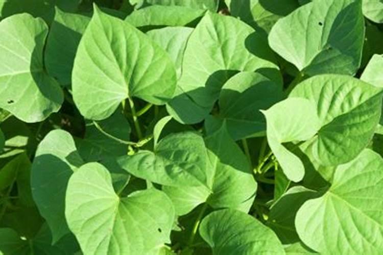 只需要长地瓜叶的肥料配比是多少